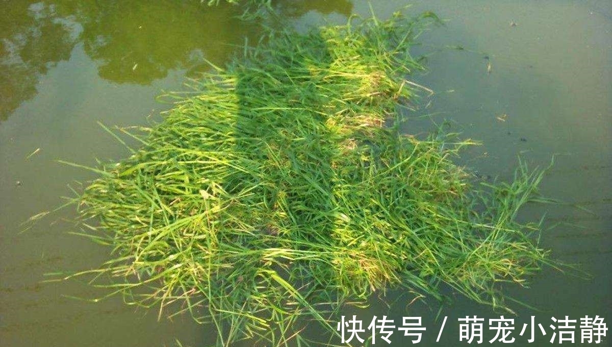 这两种钓法专门钓草鱼,不怎么费力,草鱼很容易就上钩了