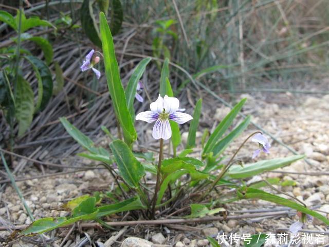 农村叶子像“犁头”,开紫花的野草,价值珍贵,看到请珍惜