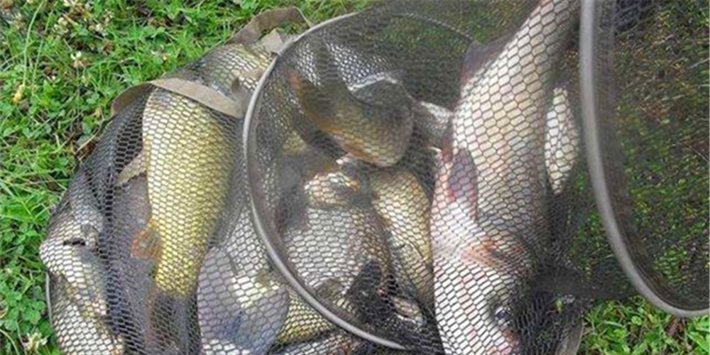 盛夏钓位深浅选择“绝招”:鱼“吃饭”时钓浅,鱼“休息”时钓深