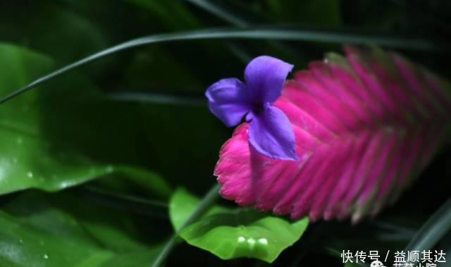 花草盆栽：6种冬天开花的植物，随便养上一盆，美翻整个寒冬！