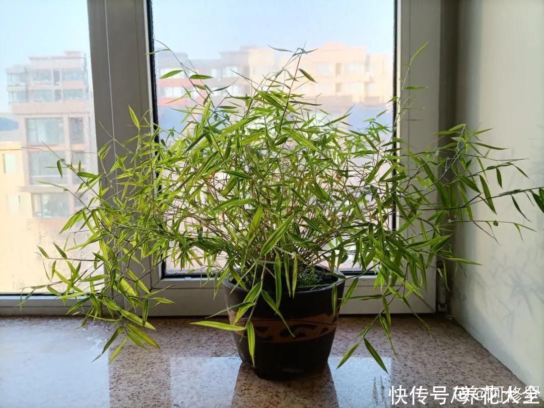  龙舌兰|5种花就是一次性，开完花就扔，别浪费时间