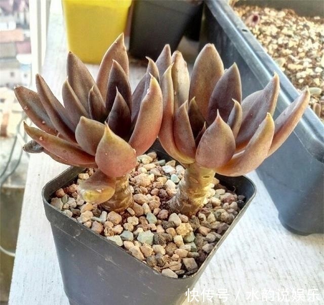 烂根|夏天养多肉,记住“懒养”,少打理多观察,要不烂根烂叶找上门
