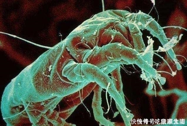 2种植物是“螨虫克星”，用来洗脸不费事，却能消灭毛孔深处螨虫