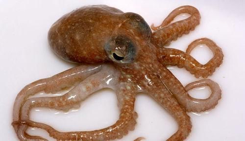 黑糯米补血粥|血气不足易生病，6种食物帮助恢复气血，让你更加美丽动人！