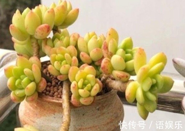 花友|新手养花,入手这“3种”多肉,好看又易活,一年四季爆盆不断