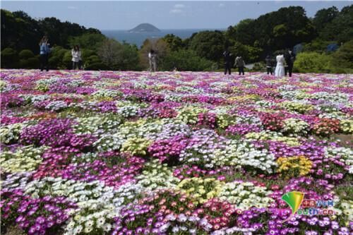 日本福冈公园雏菊绽放 宛如彩色鲜花地毯