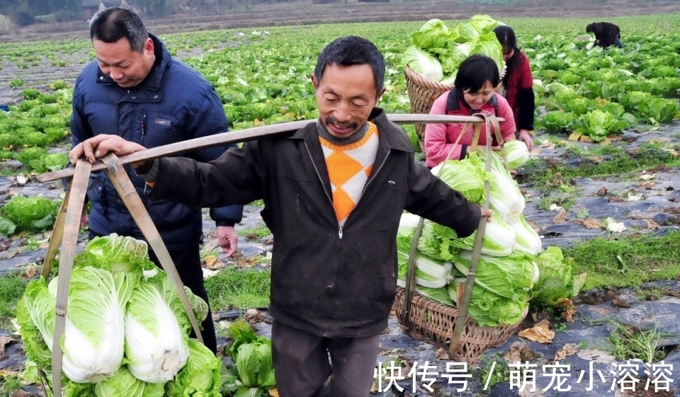 红烧茄子|糖尿病大可放心吃的3种蔬菜！建议经常吃