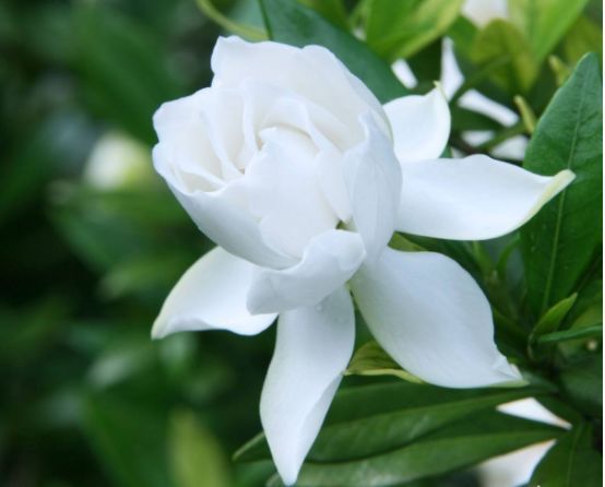 此款花卉比玫瑰还美,漂亮且花期长,烂漫迷人,开花娇艳惹人爱