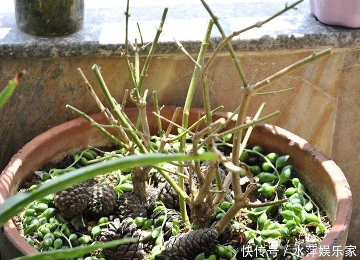 枝条|这3种花现在修剪,下个月花苞满头,今年能开5、6次