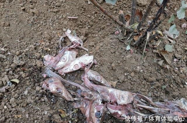 月季藏有“小开关”,长出“这种”枝条别乱剪,养2周花朵爆盆!