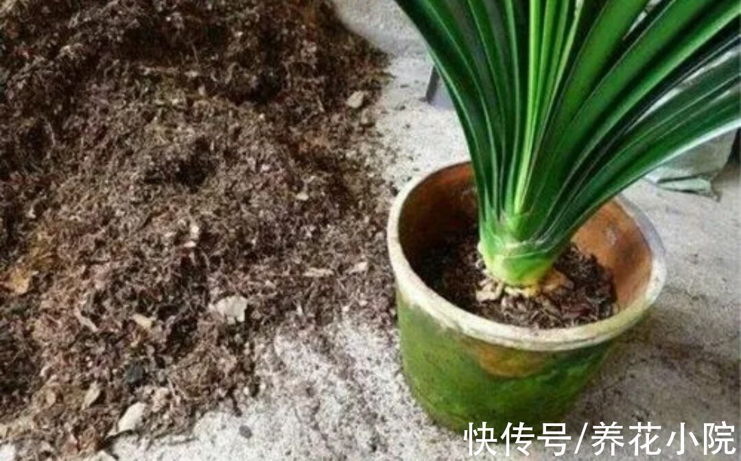 营养土|养花用什么土好？收集5种材料，配出的花土疏松透气，养啥花都旺