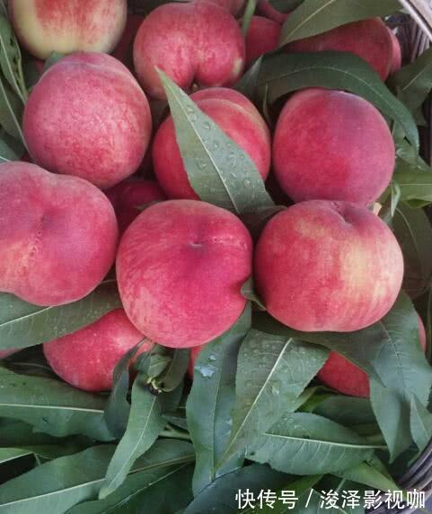 水果|5种水果再贵也得吃,孩子不仅聪明,眼睛大,皮肤更水嫩!