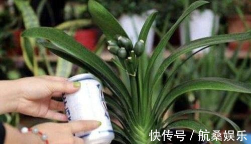 君子兰就喜欢这3种肥,家里都有,埋在盆里就有用,根壮花多