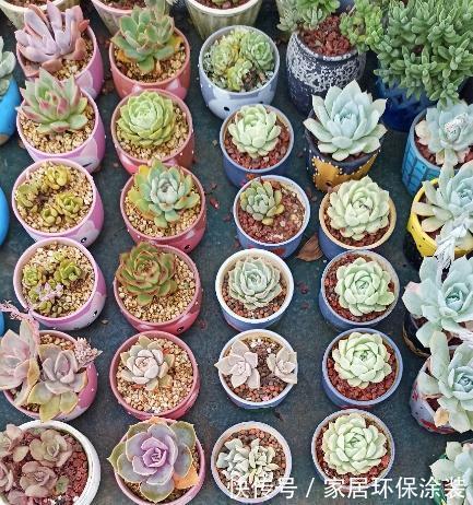 女儿痴迷养多肉，宁肯花高价，也要寄养多肉，我该阻止吗