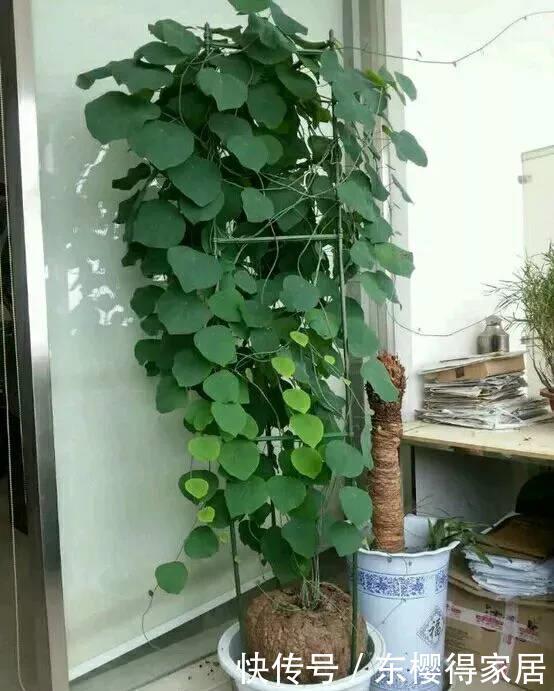 一块“乌龟壳”，长满铜钱叶，一个月爬满墙，越养越吉利