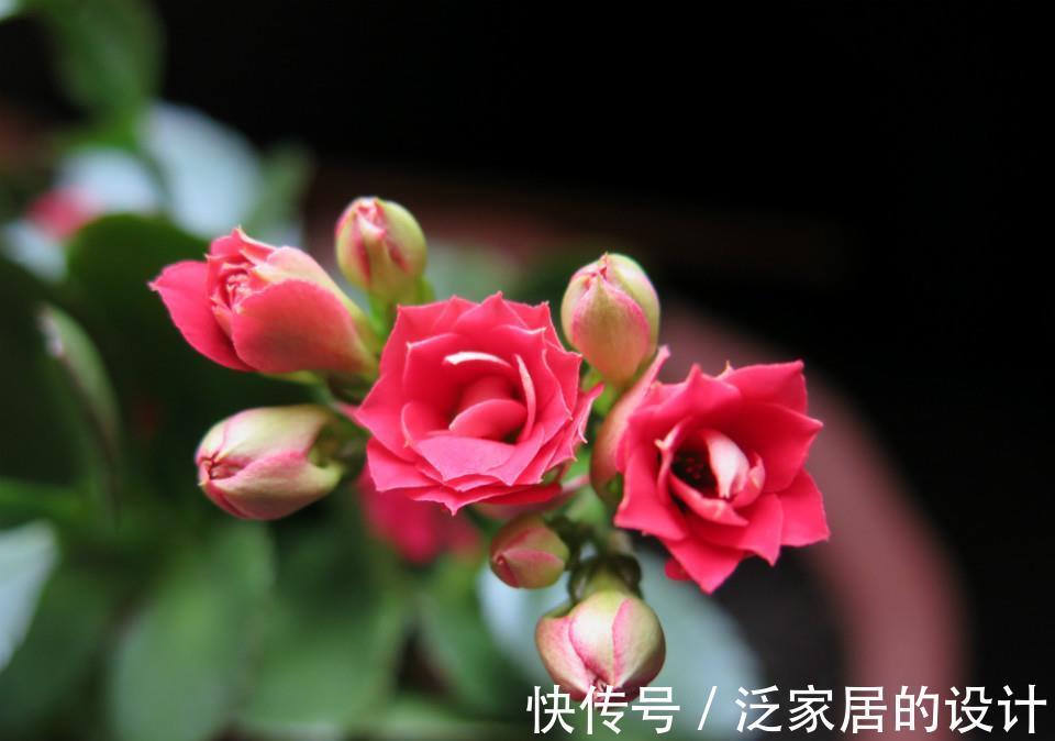 寓意|养花试试这几款,叶子常绿,生机勃勃,能够起到辟邪挡煞的作用