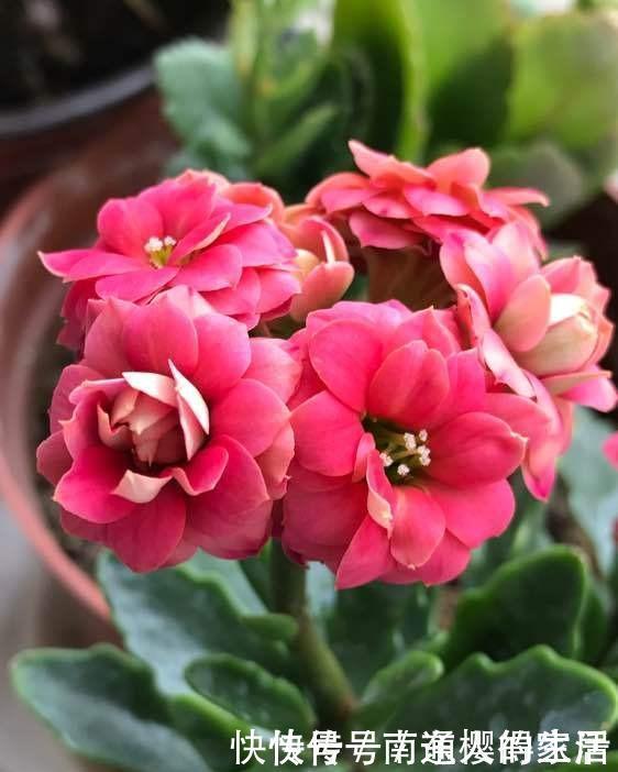 冬天养花选“长寿”，这10个品种“好养”，一个赛一个的漂亮