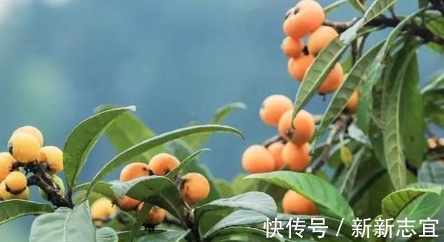 枇杷|受欢迎的是果实,岂不知花比它贵10倍,人称“软黄金”,值得关注