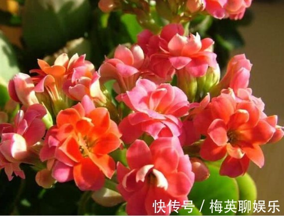 “长寿花”瘦弱又卷叶做好“关键3点”,轻松度夏,叶厚长得旺