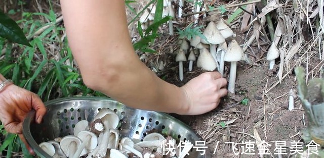 玉米|云南一玉米地长出几十窝鸡纵菌,什么环境适合鸡纵菌的生长呢!