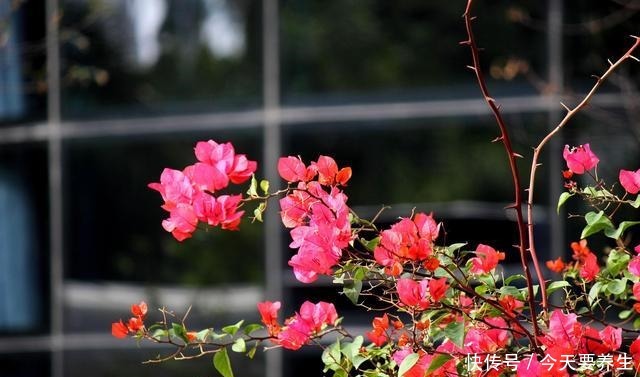 4种花“最好养”,种一棵长一片,密密麻麻都是花!