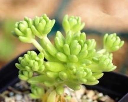 凝脂莲|刚开始种多肉选8种,好养且自带“体香”,而且颜值非常高!