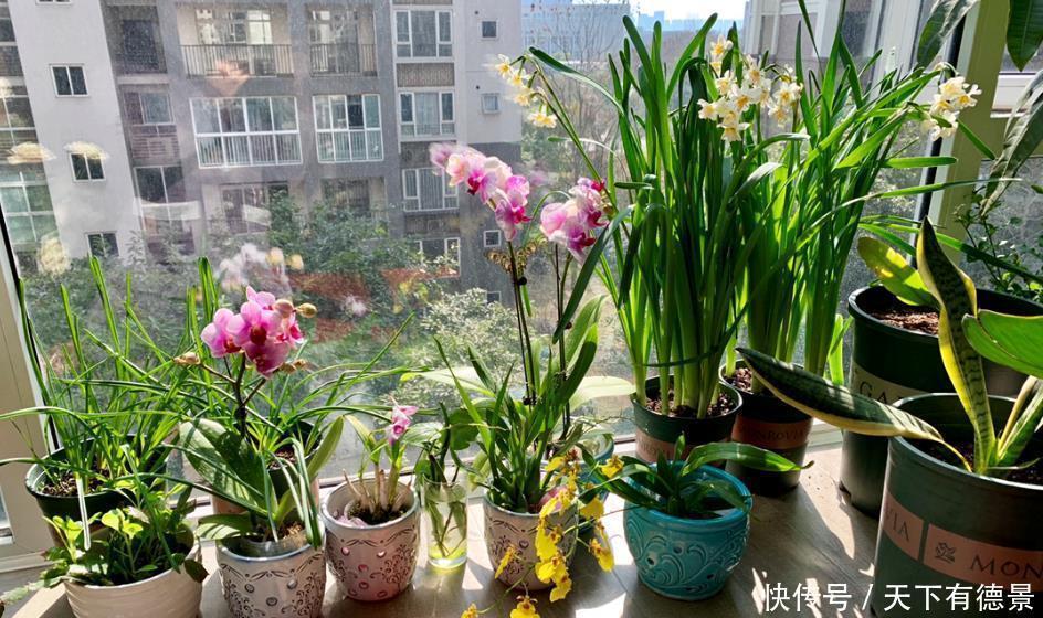 阳台养花,“3种土”不能用,好的土壤,才是养好花的关键