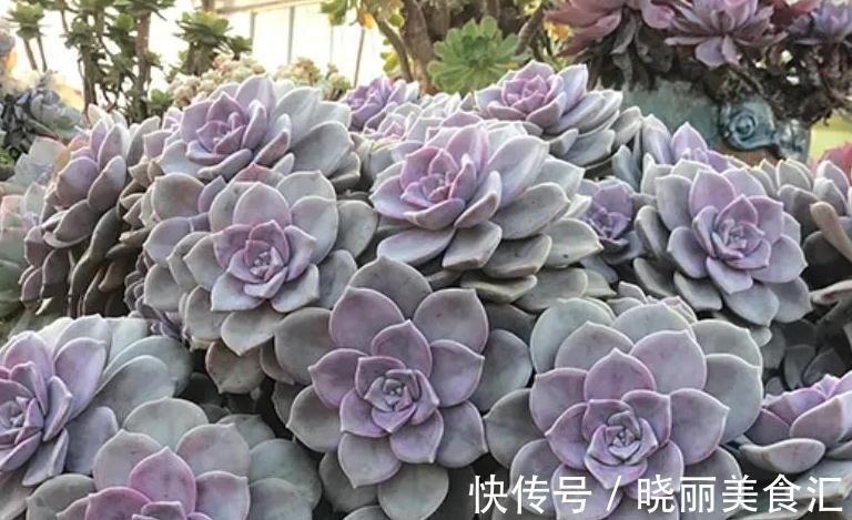 4种多肉便宜又好养,出状态非常漂亮,适合新手小白
