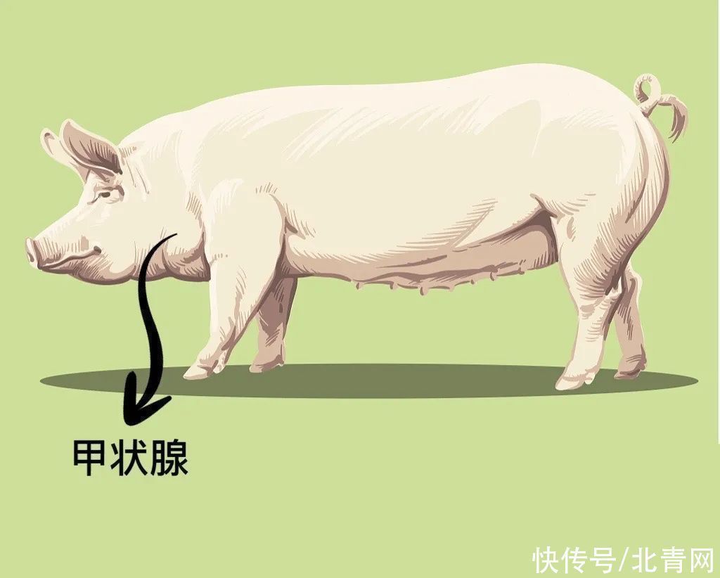 甲状腺|这几种肉最好别吃或少吃,尤其是这三个地方