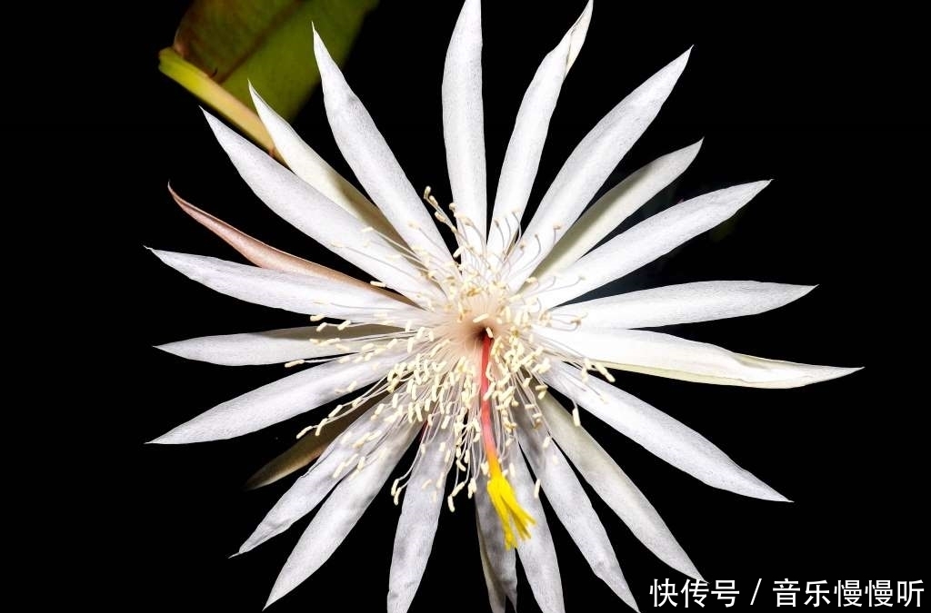 旅行看世界:地球上最稀有的9种花,它们生长在哪儿,您见过吗?