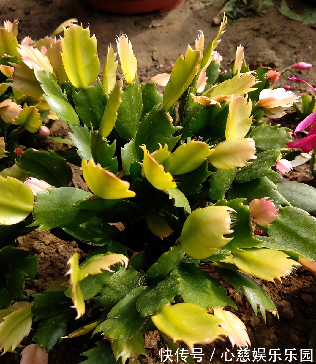 养自根蟹爪兰,常见问题有“5个”,知道原因,自己就能解决