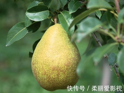 姜枣茶|真正的养生都是最平凡的食材,20个养生专家推荐食疗方,值得借鉴