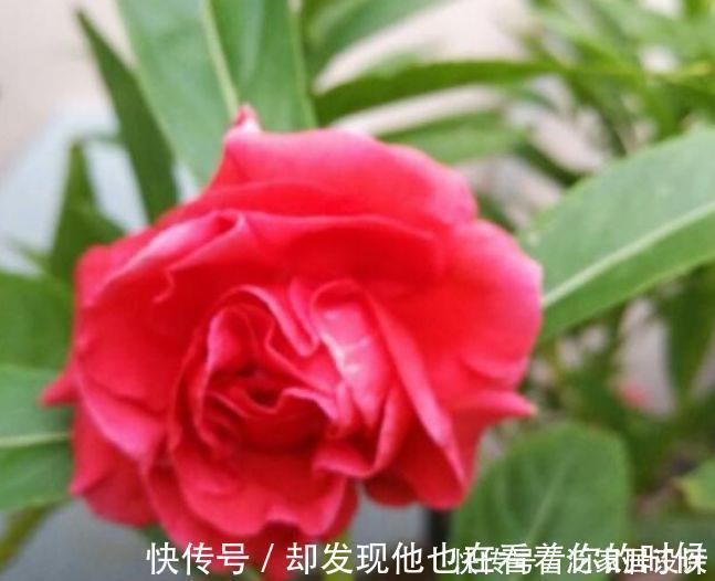 凤仙花|3种花特别适合养客厅，一开就是300多天，关键好养又漂亮！