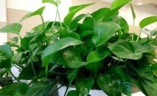 家家都有的1种水,用来养花,养啥都能轻松长满盆!