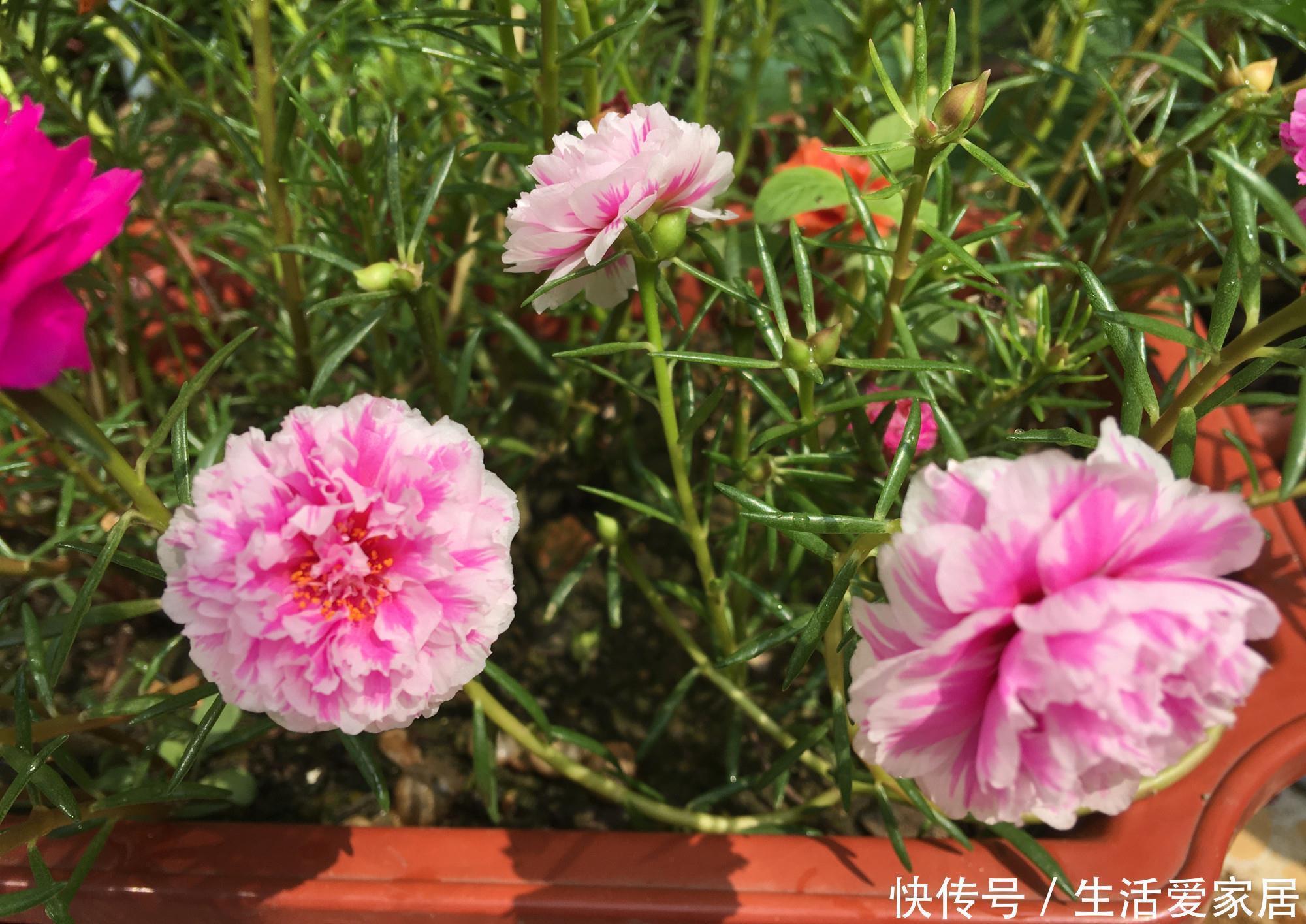 花儿|“重瓣太阳花”过冬,用一“方法”,来年又开花,五颜六色