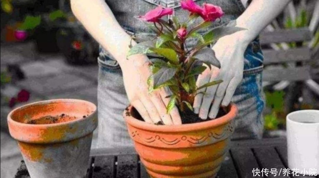 花盆里放3种“小东西”,盆土通透性好,避免出现烂根