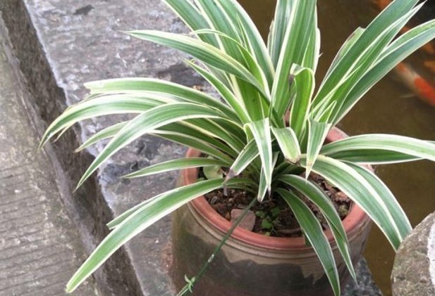 黄豆|养吊兰有“诀窍”,浇上这2种“大补肥”,迅速爆盆,叶片大又宽