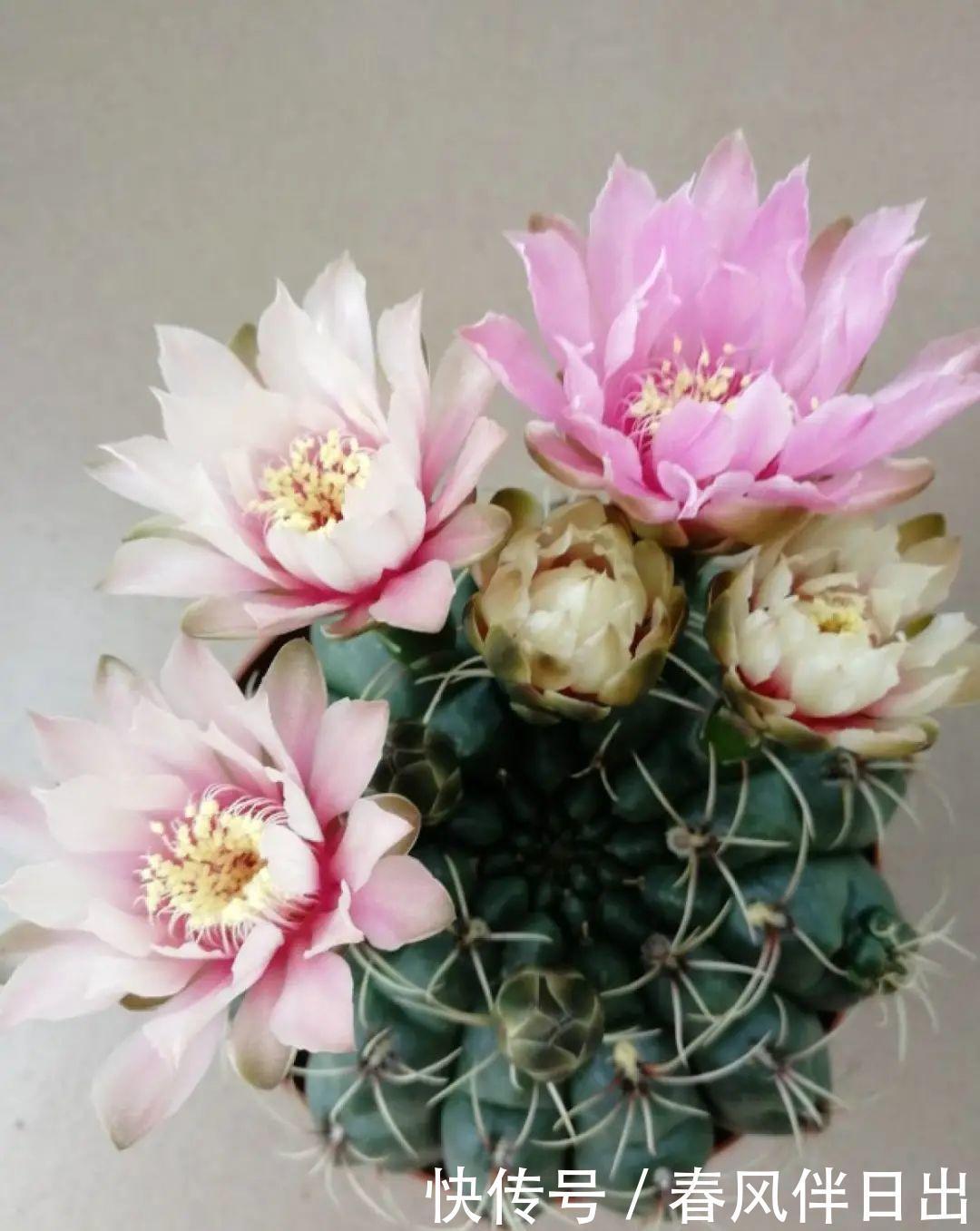 超级耐旱花,整个冬天不浇水,还能胖一圈!