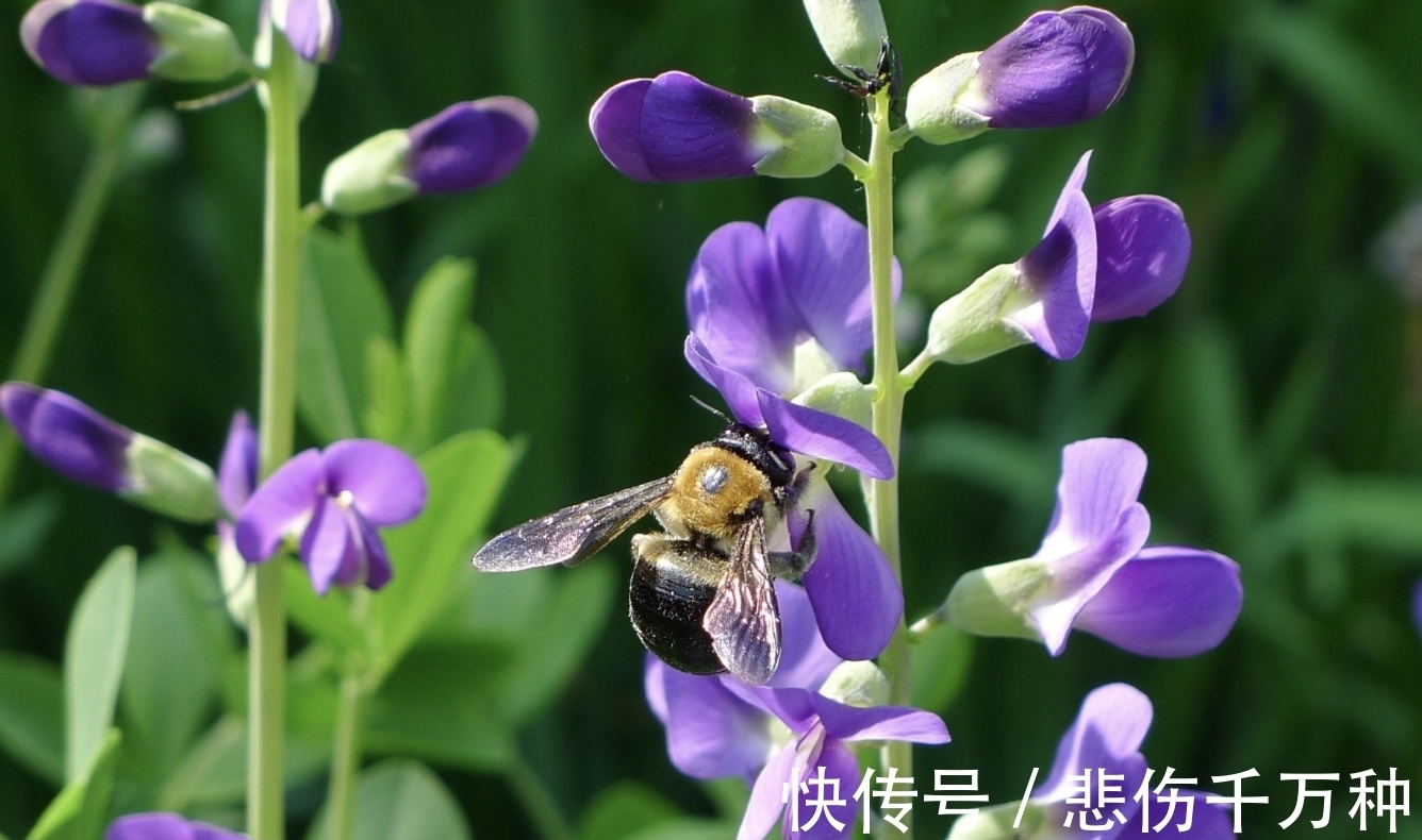 鸳鸯喳喳|8月下旬，鸳鸯喳喳叫，前任回头笑，3生肖桃花运飙升，月老送喜