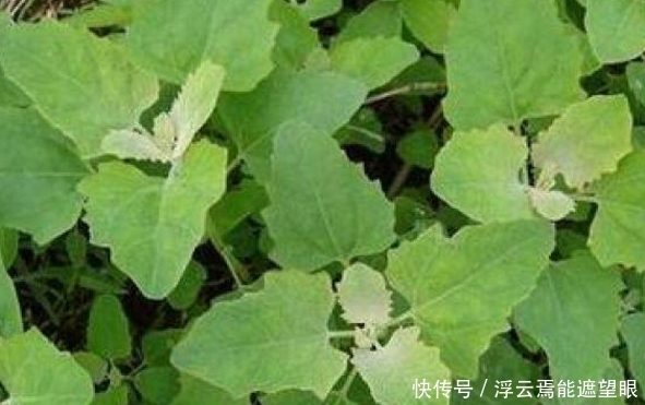 农村荒地生长的野菜，功效强悍，补钙、除口臭，你吃过吗？