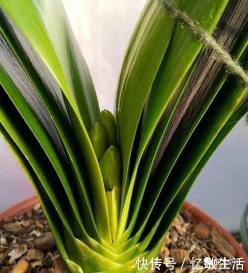 浇水|为什么明明浇水不多，花却还烂根，很多花友都容易忽略这一点！