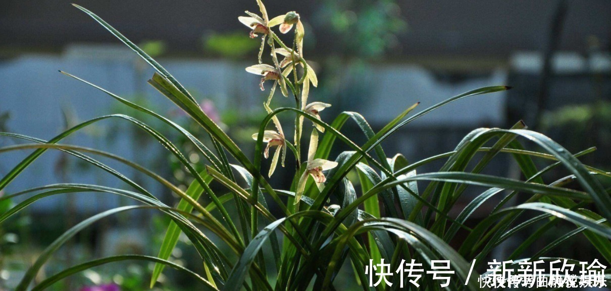 兰根|兰花烂根了怎么救活跟着一起做,立马见效!