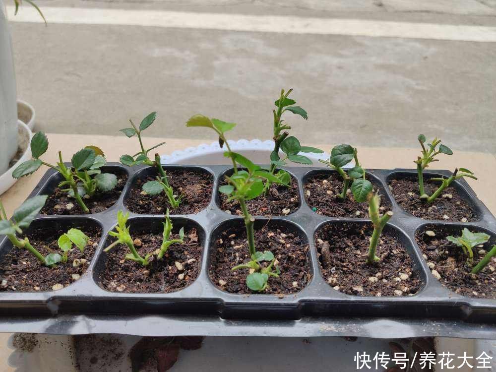 月季中间长了“鼻毛”，看着怪瘆人，到底什么情况？