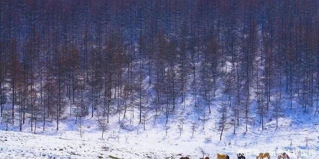 重庆周末去赏雪：新一轮降温后，雪漫人间！这些地方都可以赏雪