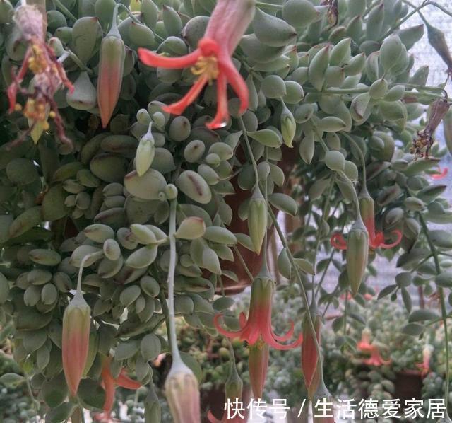 花友|达摩福娘，有香味的多肉中最好养的品种，爱爆盆可以当成吊兰养