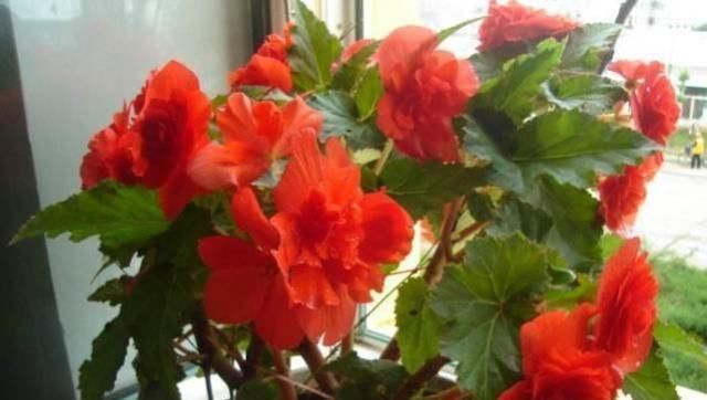 家养|1种花,漂亮花大,只成双成对开放,花期长,家养一盆半年有花看