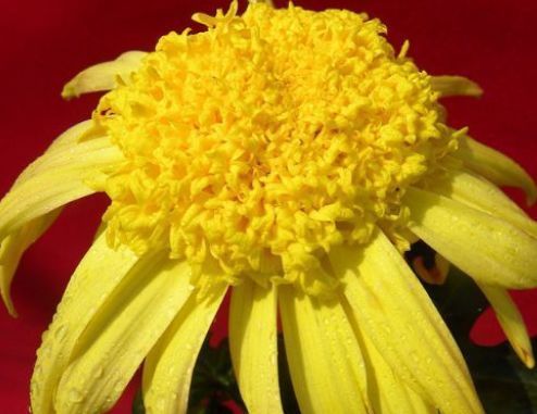 新手养花,不如养盆花中精品“盘龙扶郎”,似藕粉金桂,绚丽秀气