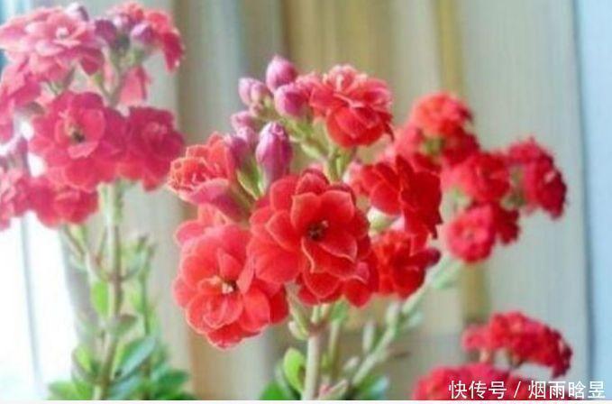 阳台上|几种花开花漂亮又好养,耐寒易打理,花美色艳,香气浓郁
