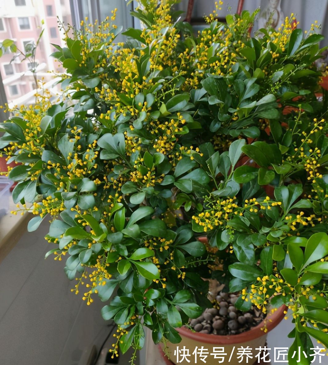 肥料|家中常见的6种花，想要夏季花开不断，不要吝啬光照，使劲晒