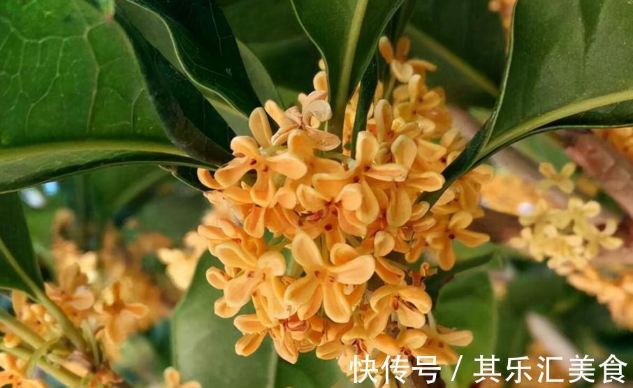 家庭盆栽桂花树,牢记3点,秋冬呼呼开花,香味浓郁特迷人